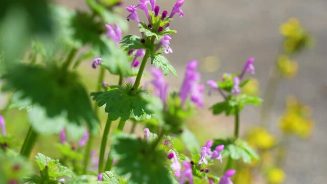 ホトケノザ(仏の座)の花の動画