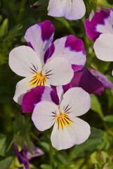 Fototapeta premium Heartsease (Viola tricolor) in garden