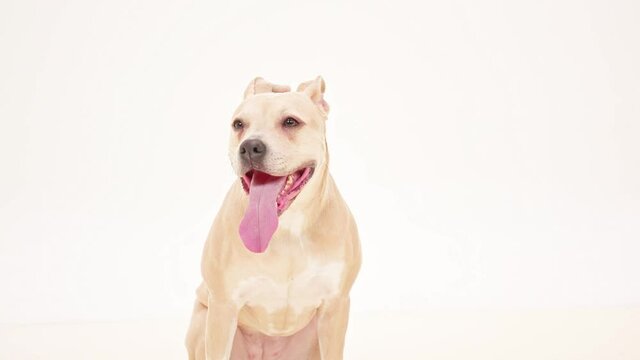 Happy Dog American Staffordshire Terrier Standing Relaxing White Background