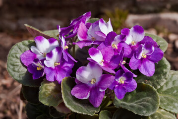 African Violet (Saintpaulia hybrida) in greenhouse