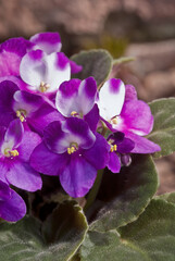 African Violet (Saintpaulia hybrida) in greenhouse