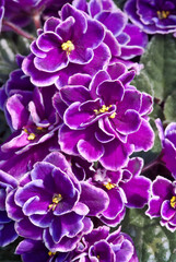 African Violet (Saintpaulia hybrida) in greenhouse