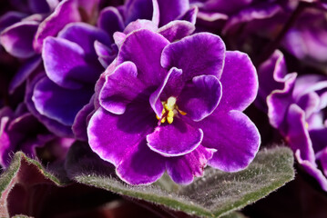 African Violet (Saintpaulia hybrida) in greenhouse