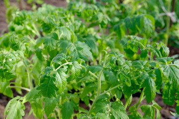 Close up of young tomato. Tomato seedling. A plant in the greenhouse. Vegetables garden.