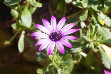 Obraz premium Purple Osteospermum flower in a garden during spring