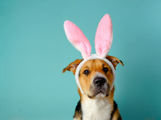 Funny dog with bunny ears on the blue background. Three-color easter outbred dog. Copy space, place...