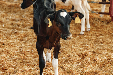 Young bull calf in a stall on a farm © fotofabrika