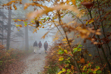 People walking in an autumn forest. Taken from behind. Unwinding the soul. Relaxing.