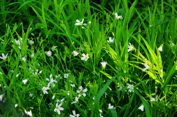 small white flowers among the grass in spring