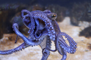 Krake - Oktopus