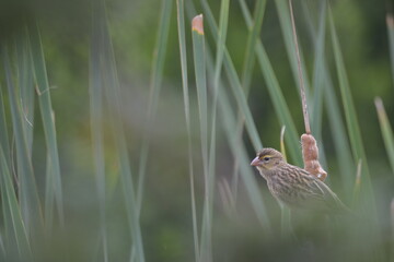 bird in the reeds