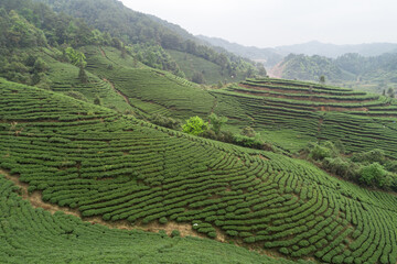 Fototapeta na wymiar Green tea trees in spring mountains
