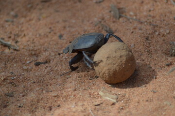 beetle on the sand