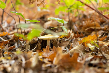 mushroom in the forest