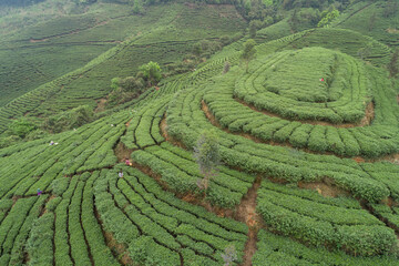 Green tea trees in spring mountains