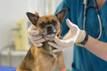 checking lymph nodes. Professional veterinarian palpates some lymph nodes in a canine patient....