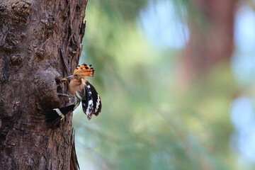 Upupidae - a rare birt in Thailand. Upupidae is a bird in Bucerotiformes. It is feeding another Upupidae in the tree © yodsapat001