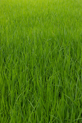 Rice Field View india, traditional rice farm , rice farm , rice plant , Green rice field india