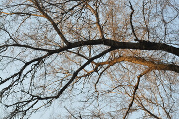 Fototapeta na wymiar Trees in winter against the blue sky