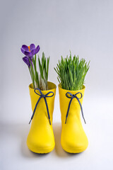 Purple crocuses and green grass in a yellow rubber boots on a white background. Spring concept. Copy space.