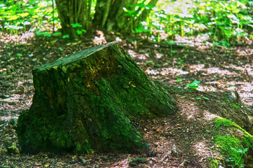 old stump covered with moss in spring