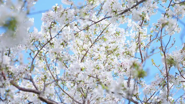 桜の花　イメージ