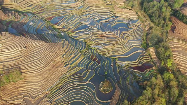 aerial video of beautiful yuanyang terraced fields in morning, yunnan landscape, China.