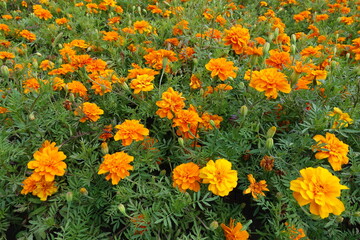 Flowering orange Tagetes patula in mid July