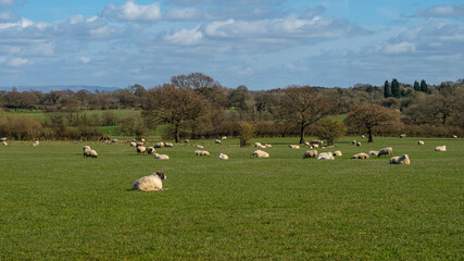 Sheep and lamb in the field