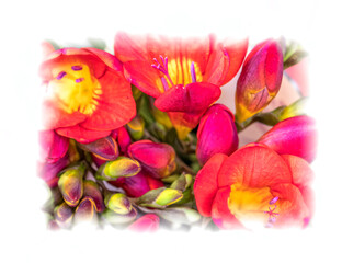 red freesia flowers top view closeup with white frame background