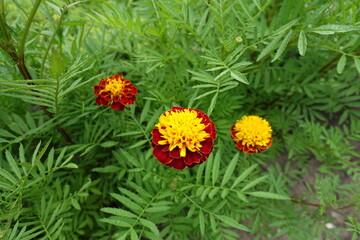 3 yellow and red flower heads  of Tagetes patula in July