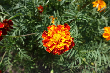 Completely opened red and yellow flower of Tagetes patula in July