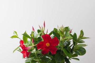 Houseplant red Dipladenia on a white background. Copy space
