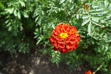 Double red flower head of Tagetes patula in mid July