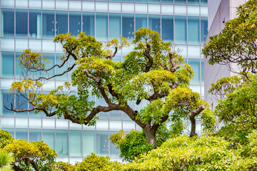 Topiary Tree and Modern Building in Tokyo City Centre Japan
