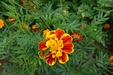 Feather like green leaves and one red and yellow flower head of Tagetes patula in July