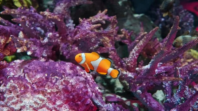 close up shot of clownfish swimming in the coral reef