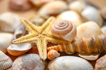 Seashells of various shapes and types. Background