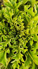 green leaves background