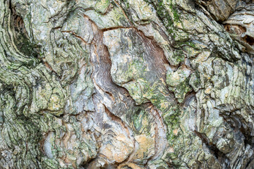 tree bark texture with green details