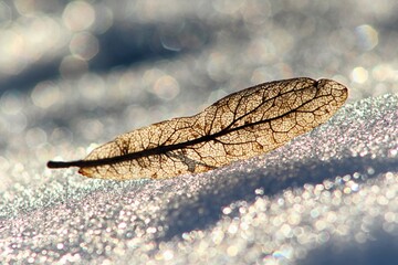 leaf in the snow