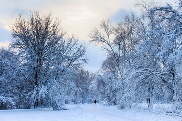 winter landscape with trees