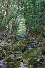 Obraz premium Beautiful natural landscape. Forest in a mountain canyon of Crimea