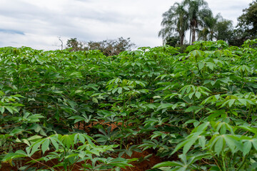 cassava plantation. Cassava is considered one of the oldest crops in Brazil