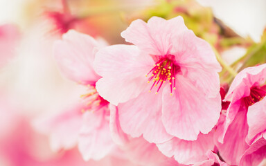 【春】桜の花　和風
