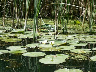 water lily in the pond
