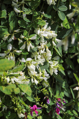 Naklejka premium 白い萩の花