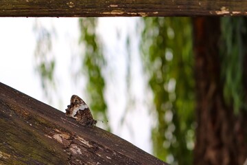 squirrel on a tree