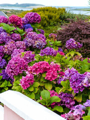 pink and violet hydrangea blooming in ireland