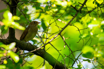 Nightingale perched on tree branch. Nature background